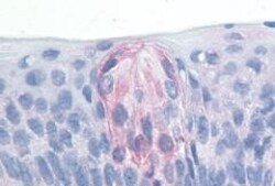Invitrogen TAS1R1 Polyclonal Antibody 50 &mu;g; Unconjugated:Antibodies,