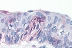 Invitrogen TAS1R1 Polyclonal Antibody 50 &mu;g; Unconjugated:Antibodies,