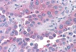 Invitrogen TAS1R1 Polyclonal Antibody 50 &mu;g; Unconjugated:Antibodies,