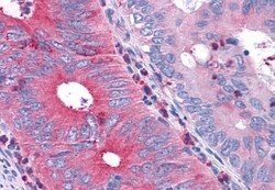 Invitrogen TAS1R1 Polyclonal Antibody 50 &mu;g; Unconjugated:Antibodies,