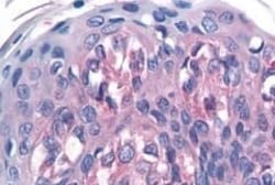 Invitrogen TAS1R1 Polyclonal Antibody 50 &mu;g; Unconjugated:Antibodies,