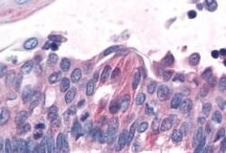 Invitrogen TAS1R1 Polyclonal Antibody 50 &mu;g; Unconjugated:Antibodies,