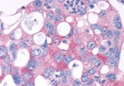 Invitrogen TAS1R2 Polyclonal Antibody 50 &mu;g; Unconjugated:Antibodies,