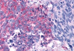 Invitrogen TAS1R2 Polyclonal Antibody 50 &mu;g; Unconjugated:Antibodies,