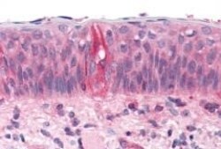 Invitrogen TAS1R2 Polyclonal Antibody 50 &mu;g; Unconjugated:Antibodies,