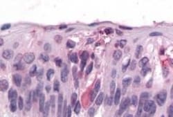 Invitrogen TAS1R3 Polyclonal Antibody 50 &mu;g; Unconjugated:Antibodies,
