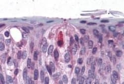 Invitrogen TAS1R3 Polyclonal Antibody 50 &mu;g; Unconjugated:Antibodies,