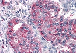 Invitrogen TAS1R3 Polyclonal Antibody 50 &mu;g; Unconjugated:Antibodies,