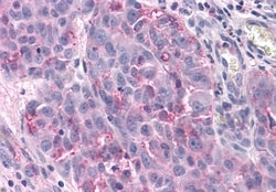 Invitrogen TAS1R3 Polyclonal Antibody 50 &mu;g; Unconjugated:Antibodies,