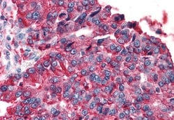 Invitrogen TAS1R3 Polyclonal Antibody 50 &mu;g; Unconjugated:Antibodies,