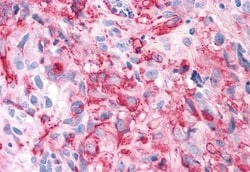 Invitrogen TAS1R3 Polyclonal Antibody 50 &mu;g; Unconjugated:Antibodies,