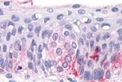 Invitrogen TAS1R3 Polyclonal Antibody 50 &mu;g; Unconjugated:Antibodies,