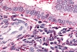 Invitrogen TBXA2R Polyclonal Antibody 50 &mu;g; Unconjugated:Antibodies,