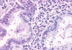 TBXA2R Polyclonal Antibody:Antibodies, Polyclonal