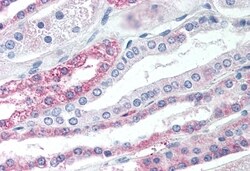 Invitrogen TGR5 Polyclonal Antibody 50 &mu;g; Unconjugated:Antibodies,