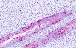 Invitrogen TGR5 Polyclonal Antibody 50 &mu;g; Unconjugated:Antibodies,