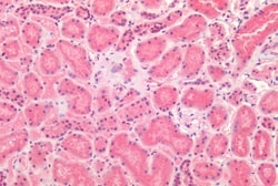 Invitrogen TM9SF4 Polyclonal Antibody 50 &mu;g; Unconjugated:Anticuerpos