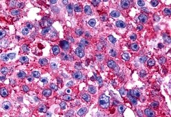 Invitrogen TPRA1 Polyclonal Antibody 50 μg; Unconjugated:Antibodies,