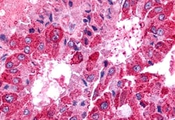 Invitrogen TPRA1 Polyclonal Antibody 50 μg; Unconjugated:Antibodies,