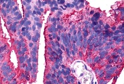 Invitrogen TPRA1 Polyclonal Antibody 50 μg; Unconjugated:Antibodies,