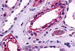 Invitrogen TPRA1 Polyclonal Antibody 50 μg; Unconjugated:Antibodies,