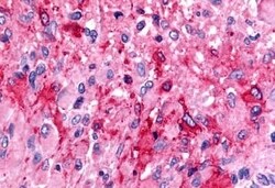 Invitrogen TPRA1 Polyclonal Antibody 50 μg; Unconjugated:Antibodies,