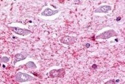 Invitrogen TPRA1 Polyclonal Antibody 50 μg; Unconjugated:Antibodies,