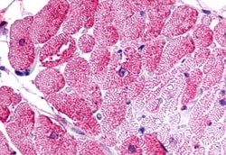 TPRA1 Polyclonal Antibody, Invitrogen 50 &mu;g; Unconjugated:Antibodies,