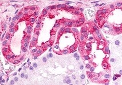 TPRA1 Polyclonal Antibody, Invitrogen 50 &mu;g; Unconjugated:Antibodies,