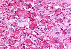 TPRA1 Polyclonal Antibody, Invitrogen 50 &mu;g; Unconjugated:Antibodies,