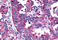 Invitrogen TRHR Polyclonal Antibody 50 &mu;g; Unconjugated:Antibodies,