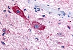 Invitrogen TRHR Polyclonal Antibody 50 &mu;g; Unconjugated:Antibodies,