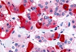 Invitrogen TRHR Polyclonal Antibody 50 &mu;g; Unconjugated:Antibodies,