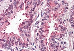 Invitrogen TSPAN6 Polyclonal Antibody 50 &mu;g; Unconjugated:Antibodies,