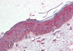 Invitrogen TSPAN6 Polyclonal Antibody 50 &mu;g; Unconjugated:Antibodies,