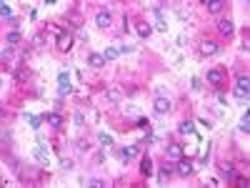 Invitrogen Urotensin II Receptor Polyclonal Antibody 50 μg; Unconjugated:Antibodies,