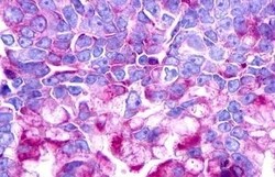 Invitrogen Urotensin II Receptor Polyclonal Antibody 50 μg; Unconjugated:Antibodies,