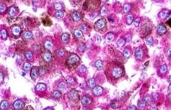 Invitrogen Urotensin II Receptor Polyclonal Antibody 50 μg; Unconjugated:Antibodies,