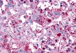 Invitrogen VIPR1 Polyclonal Antibody 50 &mu;g; Unconjugated:Antibodies,
