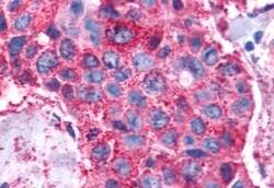 Invitrogen VIPR1 Polyclonal Antibody 50 &mu;g; Unconjugated:Antibodies,