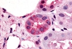 Invitrogen VN1R1 Polyclonal Antibody 50 &mu;g; Unconjugated:Antibodies,