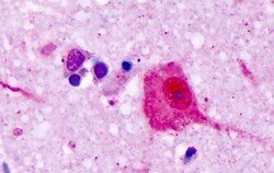 Invitrogen VN1R1 Polyclonal Antibody 50 &mu;g; Unconjugated:Antibodies,