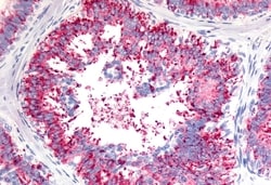 VN1R1 Polyclonal Antibody:Antibodies, Polyclonal