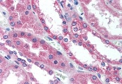Invitrogen WNT1 Polyclonal Antibody 50 &mu;g; Unconjugated:Antibodies,