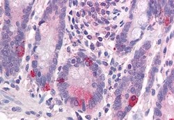 Invitrogen WNT1 Polyclonal Antibody 50 &mu;g; Unconjugated:Antibodies,