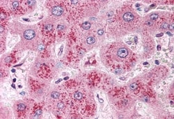 Invitrogen WNT11 Polyclonal Antibody 50 &mu;g | Buy Online | Invitrogen&trade; | Fisher Scientific