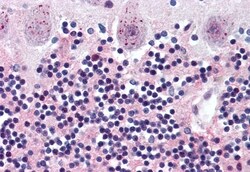 Invitrogen WNT2 Polyclonal Antibody 50 &mu;g; Unconjugated:Antibodies,