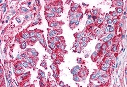 Invitrogen WNT5B Polyclonal Antibody 50 &mu;g; Unconjugated:Antibodies,