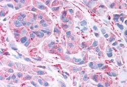 Invitrogen WNT5B Polyclonal Antibody 50 &mu;g; Unconjugated:Antibodies,