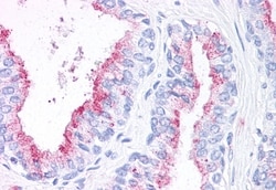 Invitrogen WNT5B Polyclonal Antibody 50 &mu;g; Unconjugated:Antibodies,